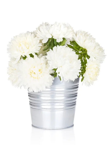 白色翠菊鲜花 — 图库照片