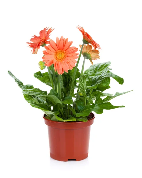 Gerbera em vaso de plantas — Fotografia de Stock