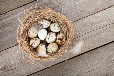 Bıldırcın yumurta yuva