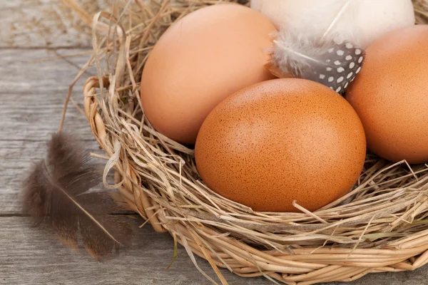 Eggs nest — Stock Photo, Image