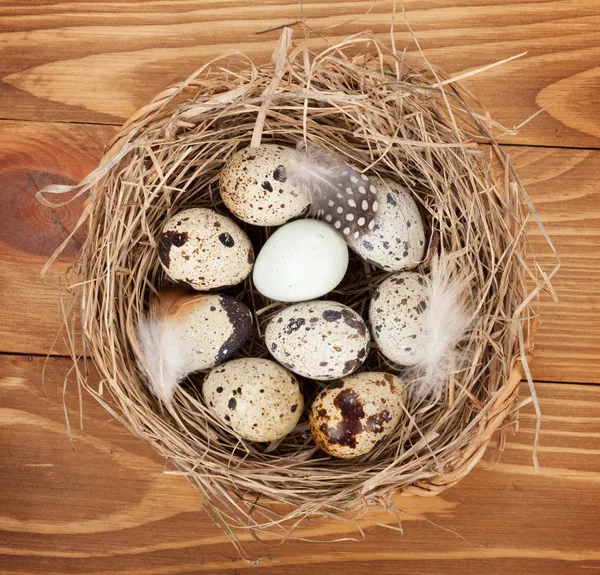 Quail eggs nest — Stock Photo, Image