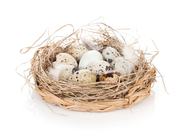 Jaja przepiórcze gniazdo — Zdjęcie stockowe