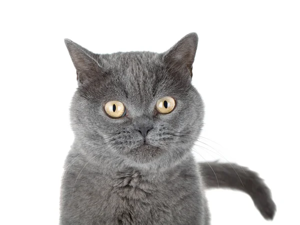 Retrato de close-up de um gato cinzento — Fotografia de Stock