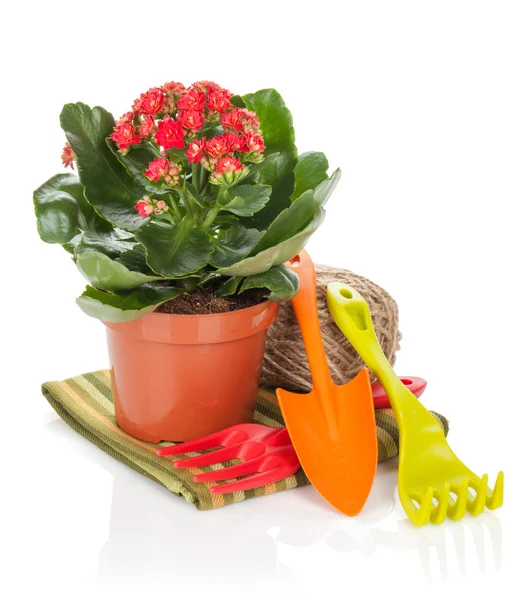 Potted flower and garden utensils — Stock Photo, Image