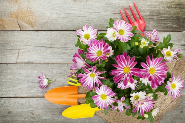 Topfblumen und Gartenutensilien — Stockfoto