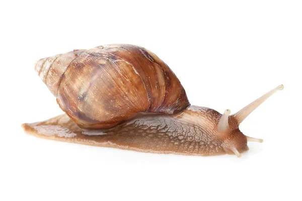 Snail — Stock Photo, Image