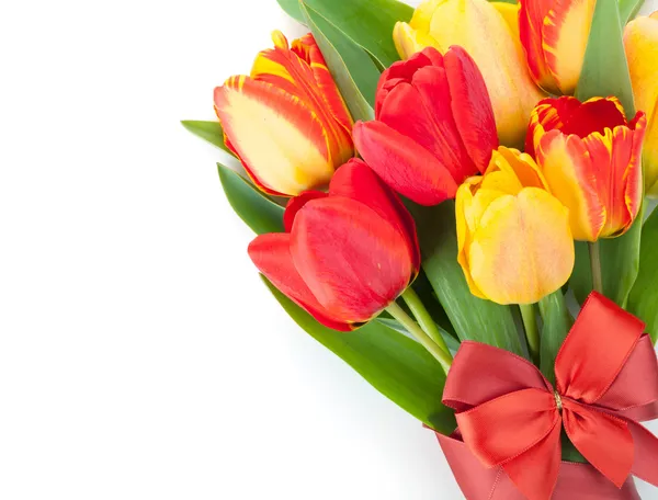 Tulipes fraîches colorées avec ruban et noeud — Photo