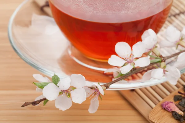 Japanese green tea and sakura branch — Stock Photo, Image