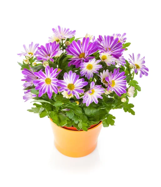 Krukväxt blomma — Stockfoto