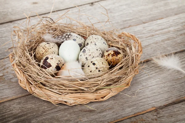 Quail eggs nest — Stock Photo, Image