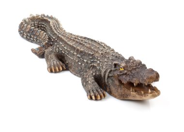 yaban hayatı timsah ağzı açık