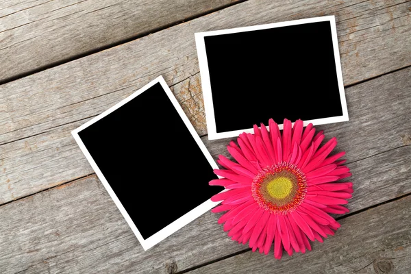 Zwei leere Fotorahmen und frische rosa Blume — Stockfoto