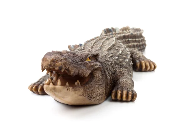 Wildlife crocodile open mouth — Stock Photo, Image