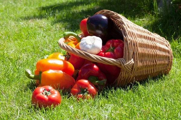 Verse rijpe groenten in de mand — Stockfoto