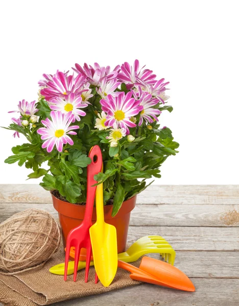 Potted flower and garden tools — Stock Photo, Image