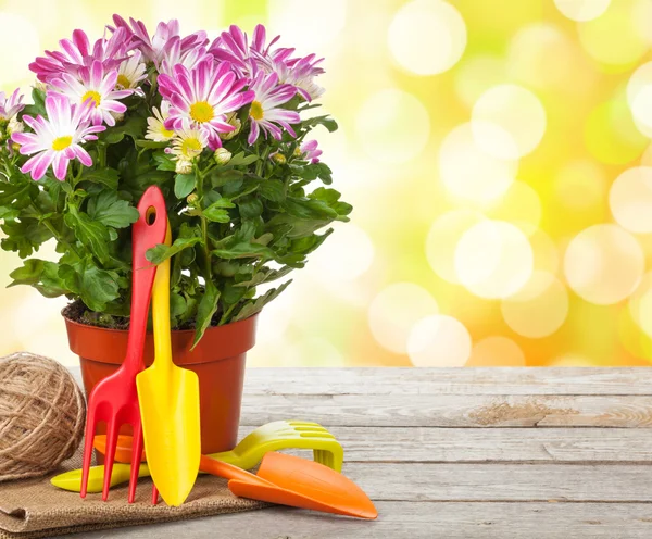 Potted flower and garden tools — Stock Photo, Image