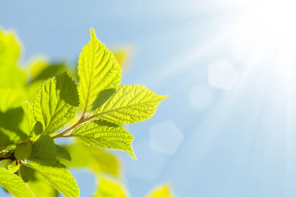 Abstracte zomer achtergrond met groene bladeren — Stockfoto