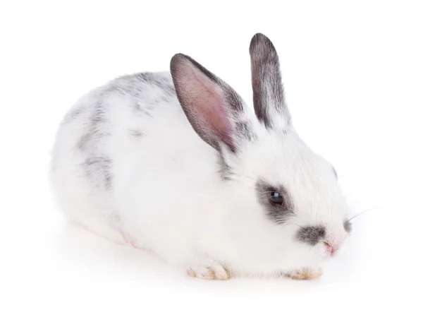 Small rabbit — Stock Photo, Image