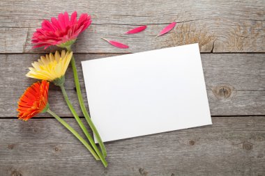Üç renkli gerbera çiçekleri