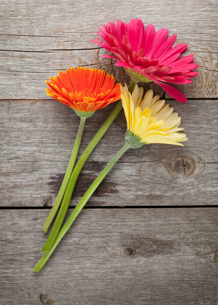 Three colorful gerbera flowers