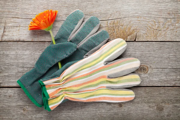 園芸用手袋とガーベラの花 — ストック写真