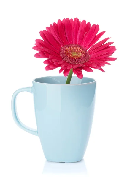 Lila gerbera blomma i tekopp — Stockfoto