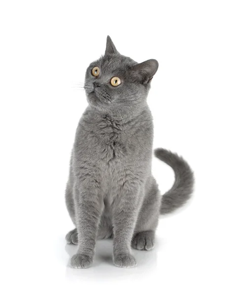 Gato gris sentado — Foto de Stock