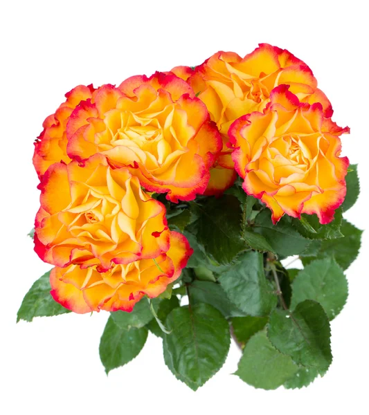 橙色玫瑰花束 — 图库照片