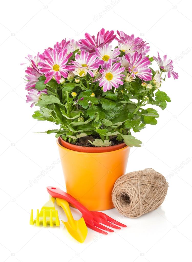 Potted flower and garden tools