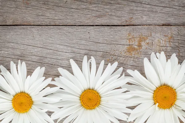 Daisy camomile flowers — Stock Photo, Image