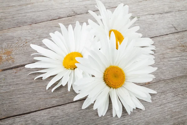 Daisy camomile flowers — Stock Photo, Image