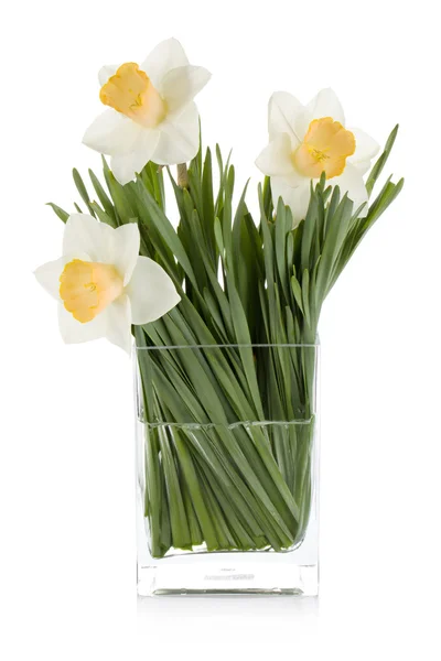 Witte narcissen — Stockfoto