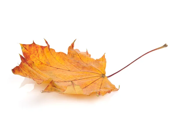 Autumn maple leaf — Stock Photo, Image