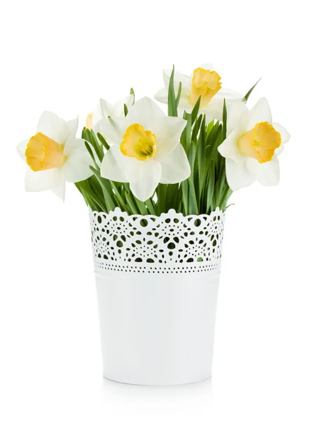 Narcisy v květináč — Stock fotografie