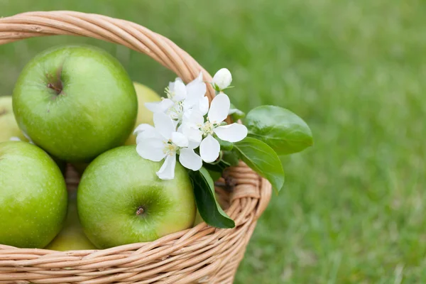 Ripe green apples in basket — Stock Photo, Image