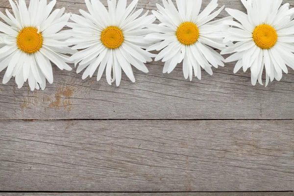Květy sedmikrásky Heřmánek — Stock fotografie