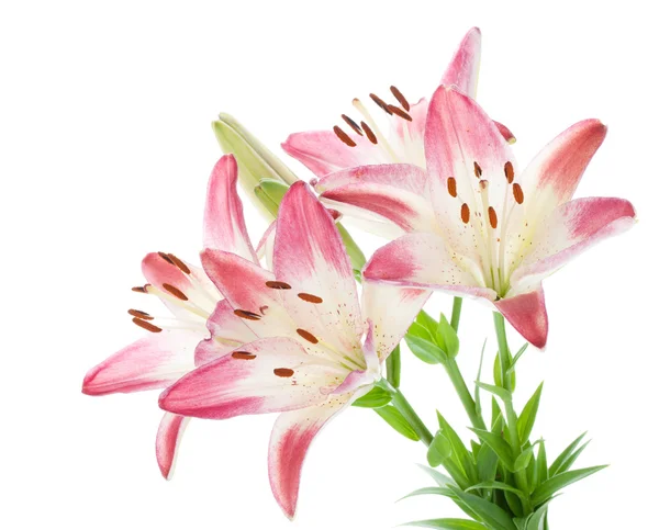 Pink lily bouquet — Stock Photo, Image