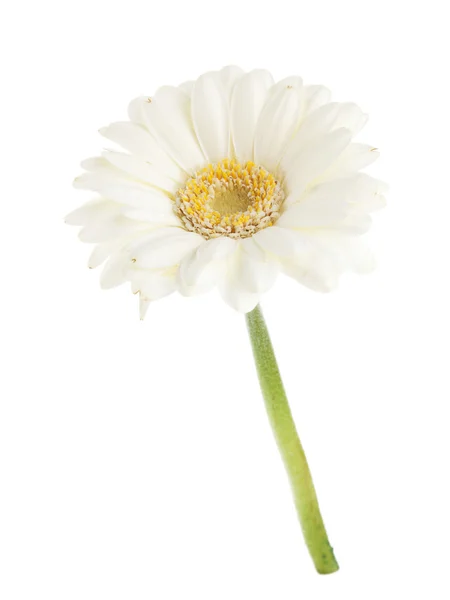 White gerbera flower — Stock Photo, Image