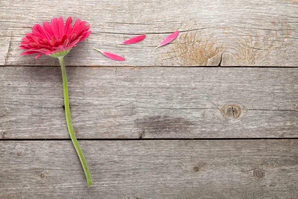 Bíbor gerbera virág — Stock Fotó