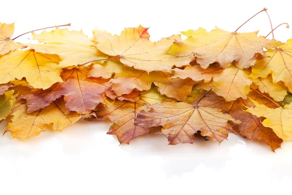 Färgglada löv höst lönn — Stockfoto