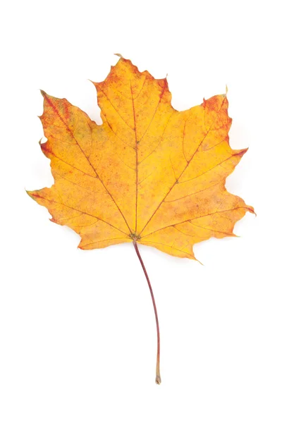 Hoja de arce de otoño colorido —  Fotos de Stock