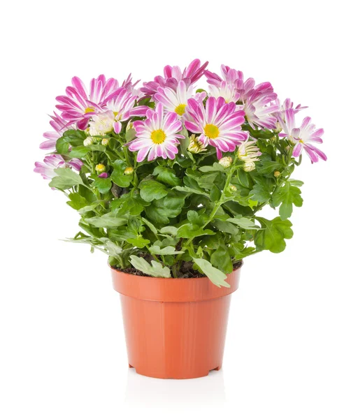 Krukväxt blomma — Stockfoto