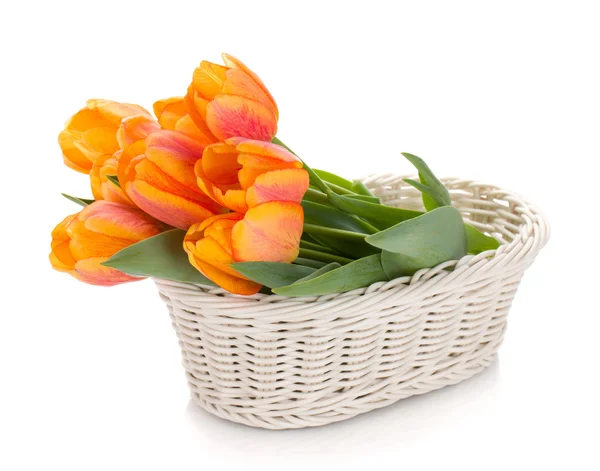 Orange tulips — Stock Photo, Image