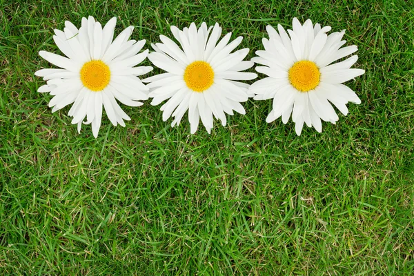 Chamomile flowers — Stock Photo, Image