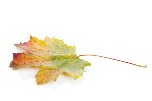 Kleurrijke herfst esdoornblad — Stockfoto