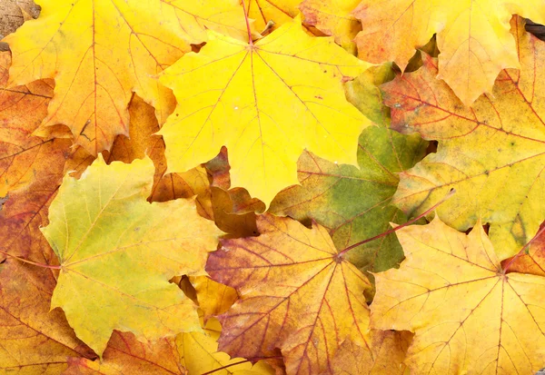 Barevné podzimní javorové listy — Stock fotografie