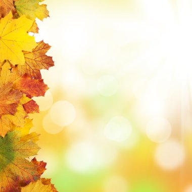 Akçaağaç yapraklı sonbahar arkaplanı