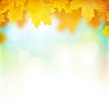 Akçaağaç yapraklı sonbahar arkaplanı