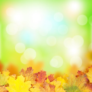 Akçaağaç yapraklı sonbahar arkaplanı