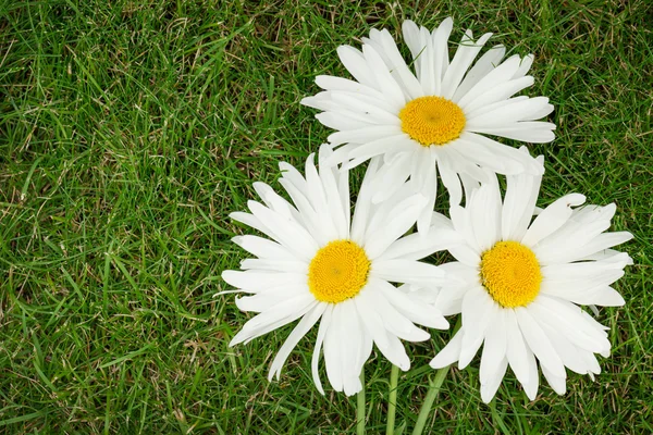 Drei Kamillenblüten über grünem Gras — Stockfoto